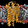 CCR5+membrane1